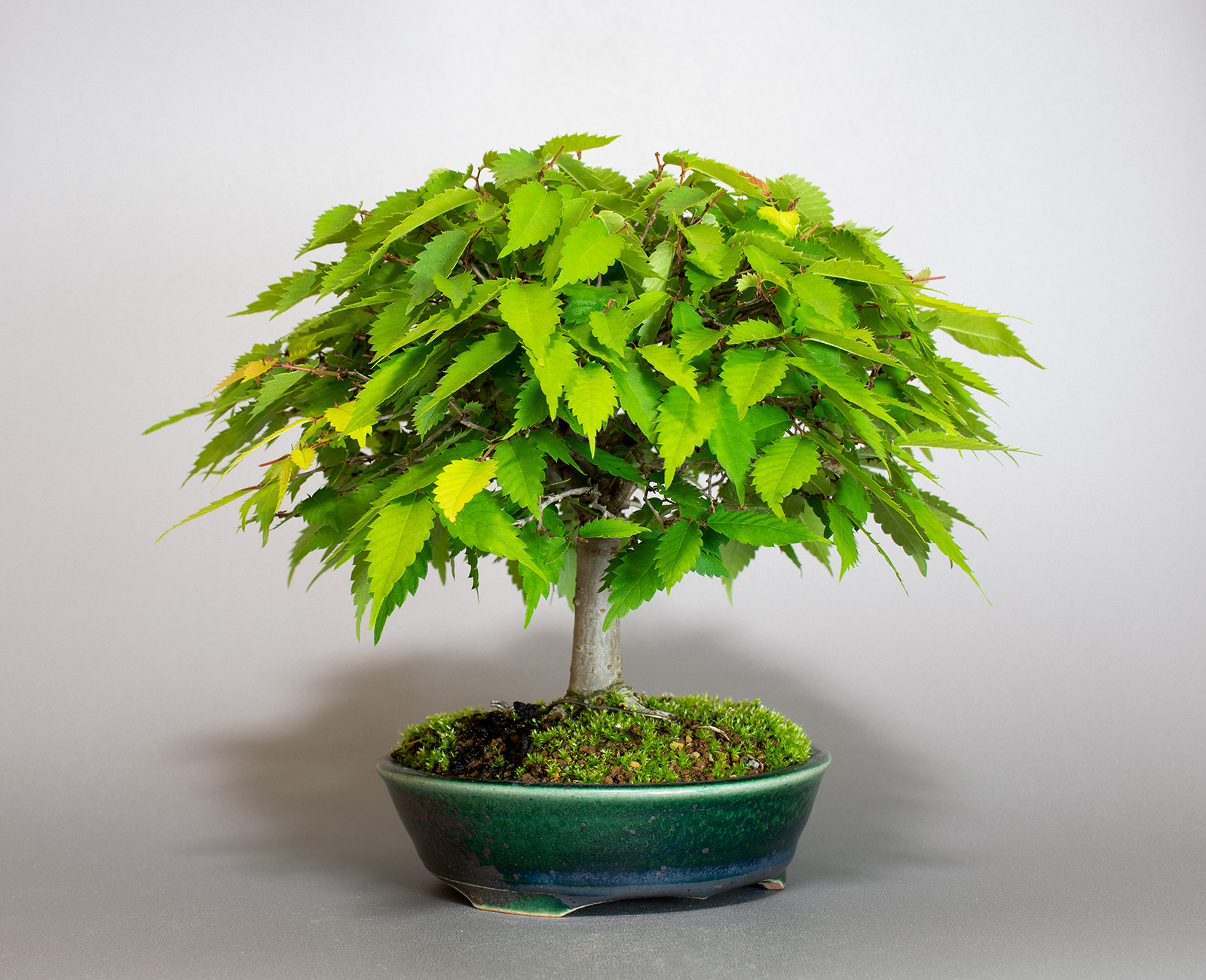 ケヤキ-J1（けやき・欅）雑木盆栽を左側から見た景色・Zelkova serrata bonsai