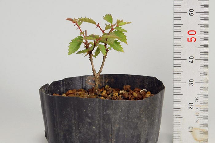 ケヤキK-1（けやき・欅）雑木盆栽の販売と育て方・作り方・Zelkova serrata bonsai