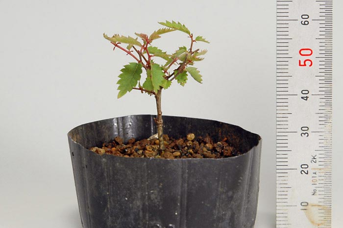 ケヤキK-1（けやき・欅）雑木盆栽を左側から見た景色・Zelkova serrata bonsai