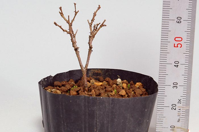 ケヤキK-2（けやき・欅）雑木盆栽の販売と育て方・作り方・Zelkova serrata bonsai