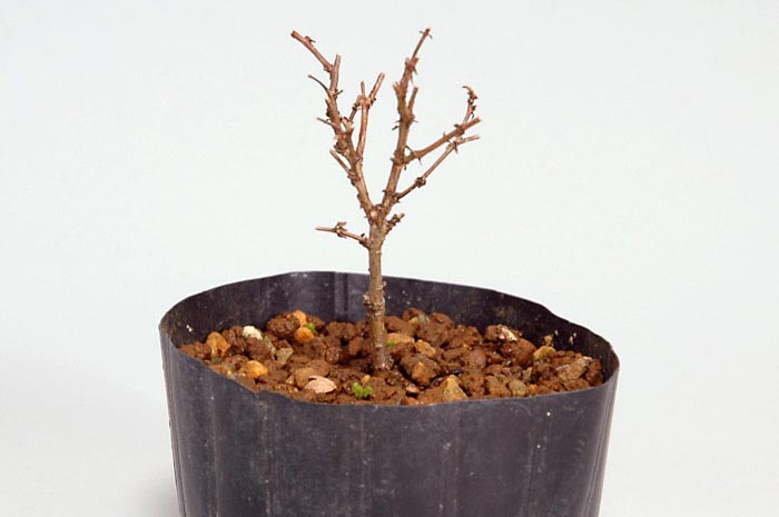 ケヤキK-2（けやき・欅）雑木盆栽を左側から見た景色・Zelkova serrata bonsai