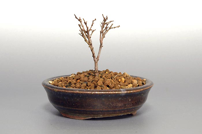 ケヤキK-3（けやき・欅）雑木盆栽の販売と育て方・作り方・Zelkova serrata bonsai