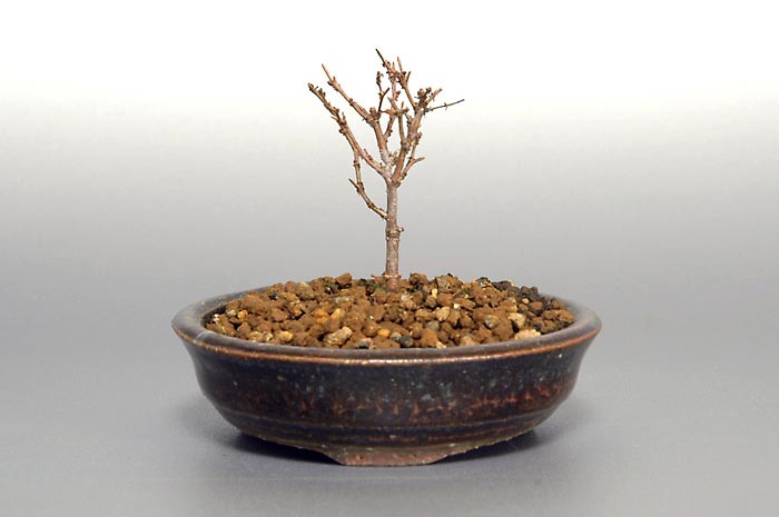 ケヤキK-3（けやき・欅）雑木盆栽を右側から見た景色・Zelkova serrata bonsai