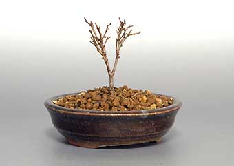 ケヤキK（けやき・欅）盆栽の成長記録-3・Zelkova serrata bonsai