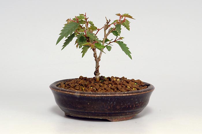 ケヤキK-4（けやき・欅）雑木盆栽の販売と育て方・作り方・Zelkova serrata bonsai