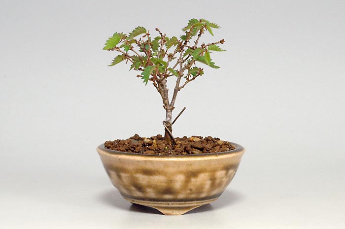 ケヤキK-5（けやき・欅）雑木盆栽の販売と育て方・作り方・Zelkova serrata bonsai