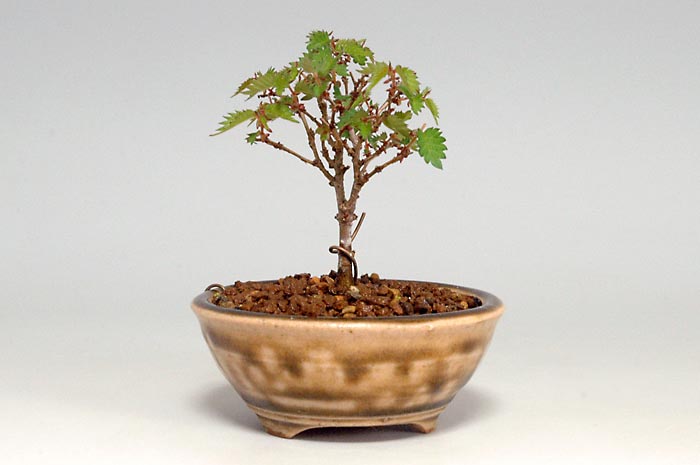 ケヤキK-5（けやき・欅）雑木盆栽を右側から見た景色・Zelkova serrata bonsai