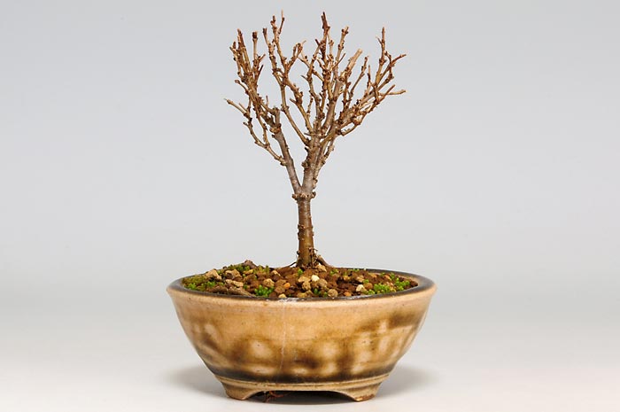 ケヤキ-K（けやき・欅）雑木盆栽を裏側から見た景色・Zelkova serrata bonsai