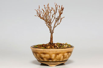 ケヤキ-K（欅盆栽）Zelkova serrata bonsai・豆盆栽のベストコレクション・Best Collection of Mame Bonsai