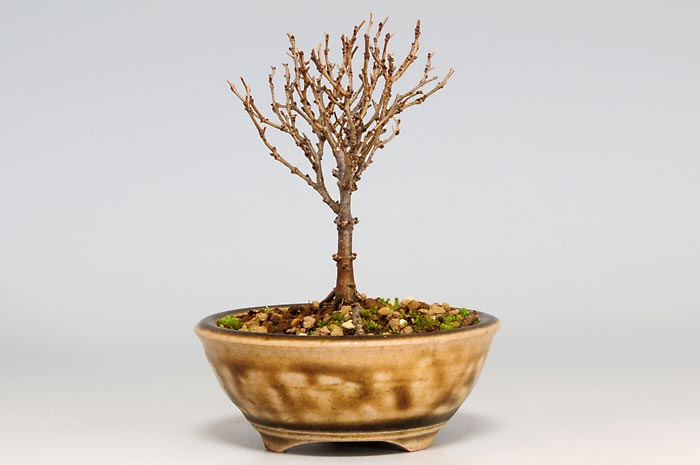 ケヤキ-K（けやき・欅）雑木盆栽を右側から見た景色・Zelkova serrata bonsai