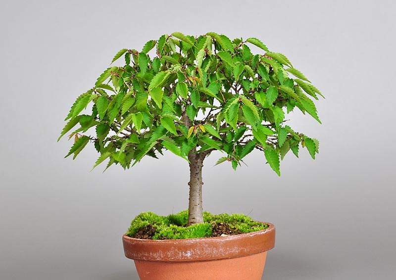 ミニ盆栽・ケヤキ-J1（けやき・欅）雑木盆栽を裏側から見た景色・Zelkova serrata bonsai