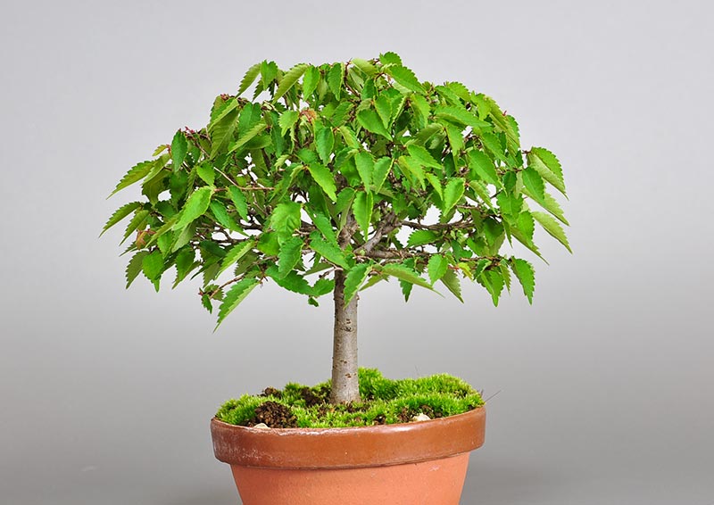 ミニ盆栽・ケヤキ-J1（けやき・欅）雑木盆栽を左側から見た景色・Zelkova serrata bonsai