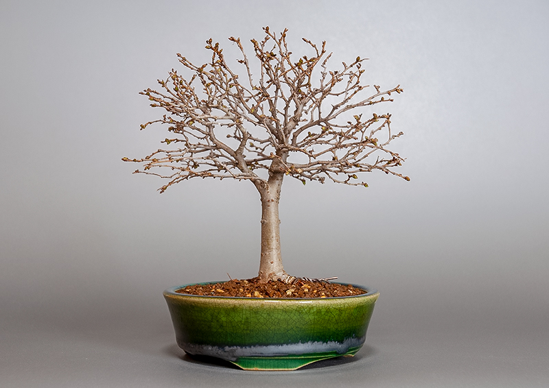 ケヤキ-L1-1（けやき・欅）雑木盆栽の販売と育て方・作り方・Zelkova serrata bonsai