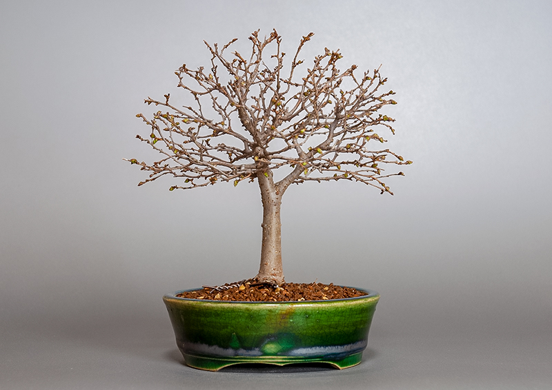 盆栽・ケヤキ-L1-1（けやき・欅）雑木盆栽を裏側から見た景色・Zelkova serrata bonsai