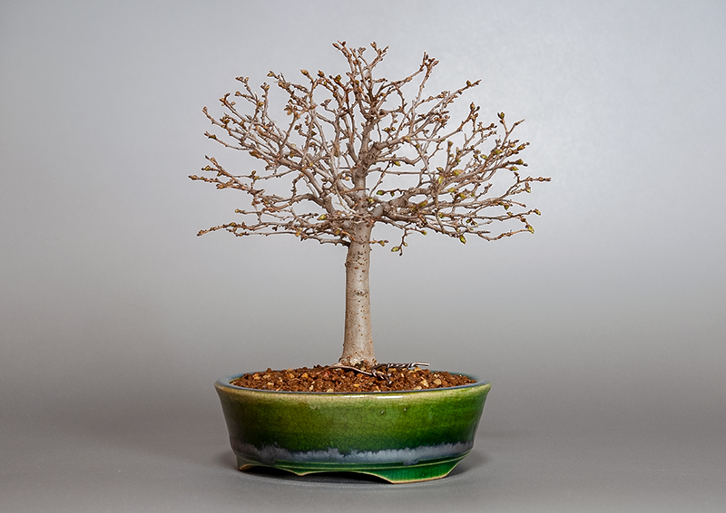 盆栽・ケヤキ-L1-1（けやき・欅）雑木盆栽を右側から見た景色・Zelkova serrata bonsai