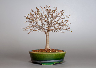 ケヤキ-L1（けやき・欅）盆栽の成長記録-1・Zelkova serrata bonsai