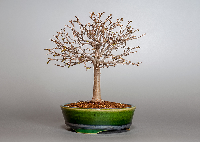 盆栽・ケヤキ-L1-1（けやき・欅）雑木盆栽を左側から見た景色・Zelkova serrata bonsai