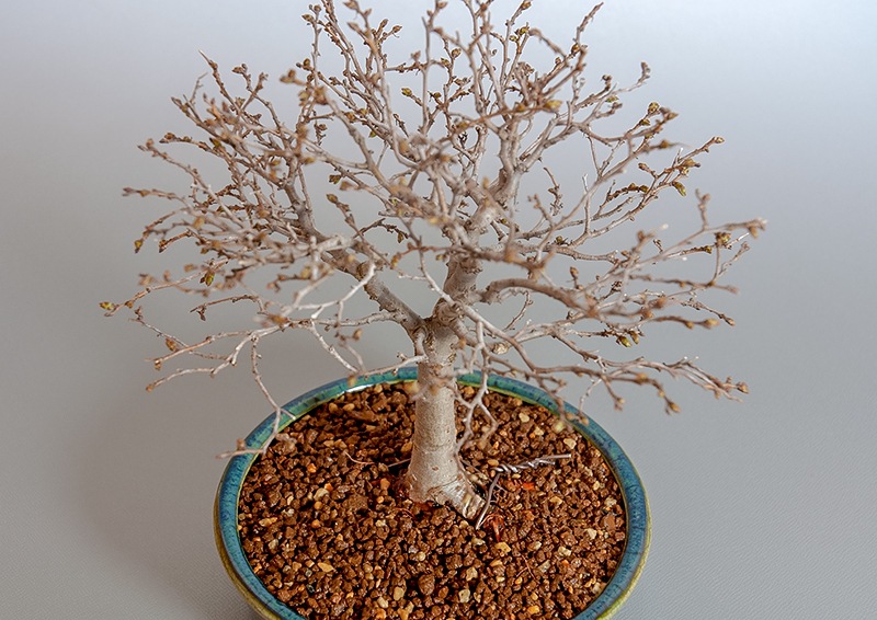 盆栽・ケヤキ-L1-1（けやき・欅）雑木盆栽を別側から見た景色・Zelkova serrata bonsai