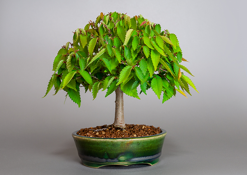 ケヤキ-L1（けやき・欅）雑木盆栽を裏側から見た景色・Zelkova serrata bonsai