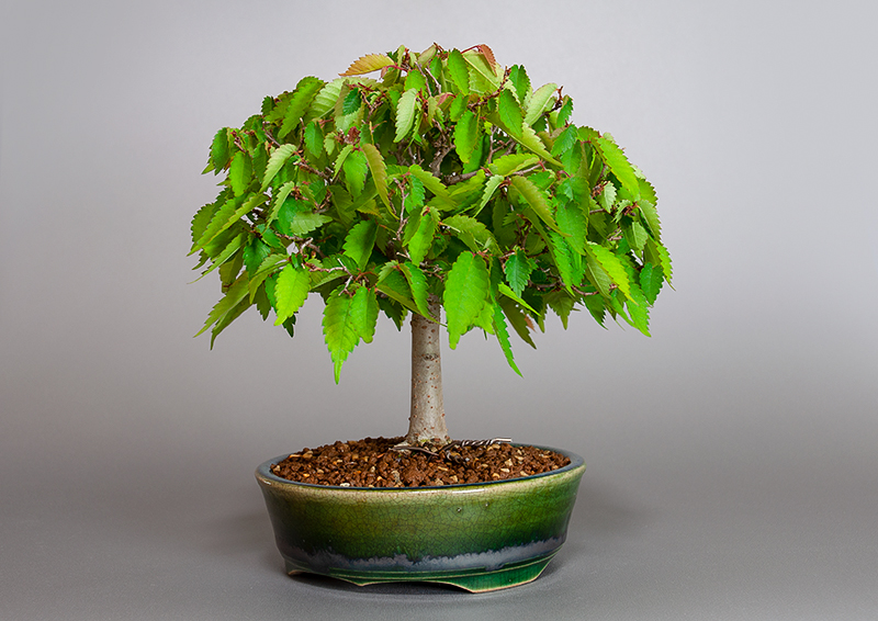 ケヤキ-L1（けやき・欅）雑木盆栽を右側から見た景色・Zelkova serrata bonsai