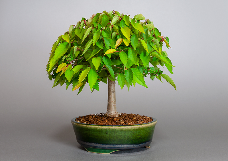 ケヤキ-L1（けやき・欅）雑木盆栽を左側から見た景色・Zelkova serrata bonsai