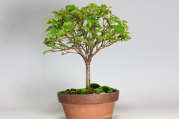ケヤキ-M（けやき・欅）雑木盆栽の販売と育て方・作り方・Zelkova serrata bonsai