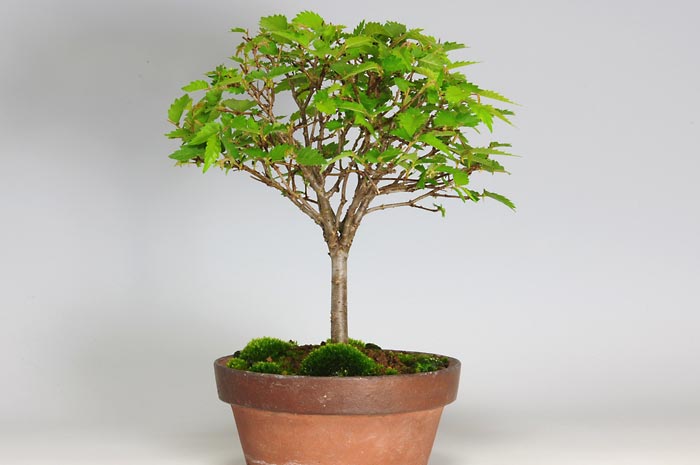 ケヤキ-M（けやき・欅）雑木盆栽を裏側から見た景色・Zelkova serrata bonsai