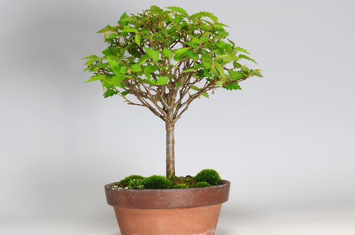 ケヤキ-M（けやき・欅）雑木盆栽を右側から見た景色・Zelkova serrata bonsai