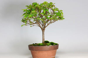 ケヤキ-M（けやき・欅）盆栽の樹作りの参考樹形・Zelkova serrata Best bonsai