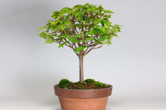 ケヤキ-M（けやき・欅）雑木盆栽を左側から見た景色・Zelkova serrata bonsai