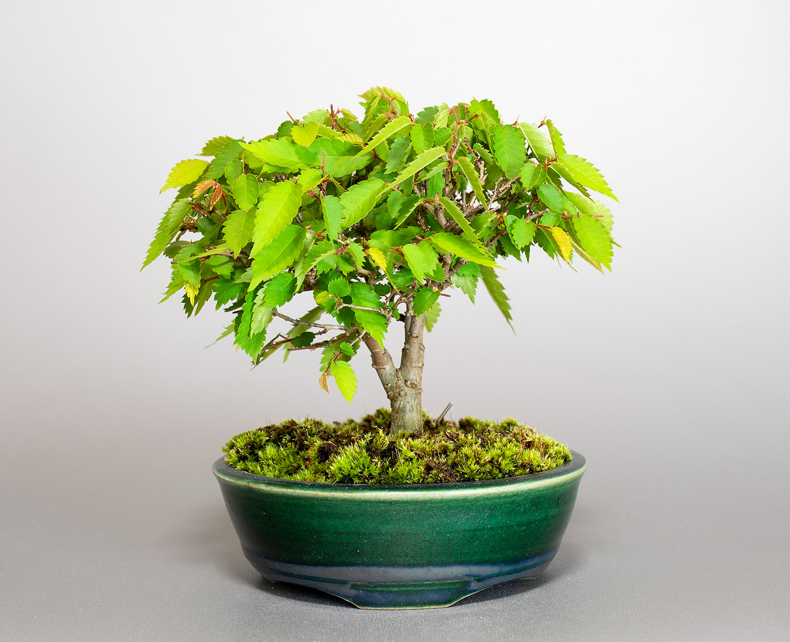 ケヤキ-M1（けやき・欅）雑木盆栽の販売と育て方・作り方・Zelkova serrata bonsai