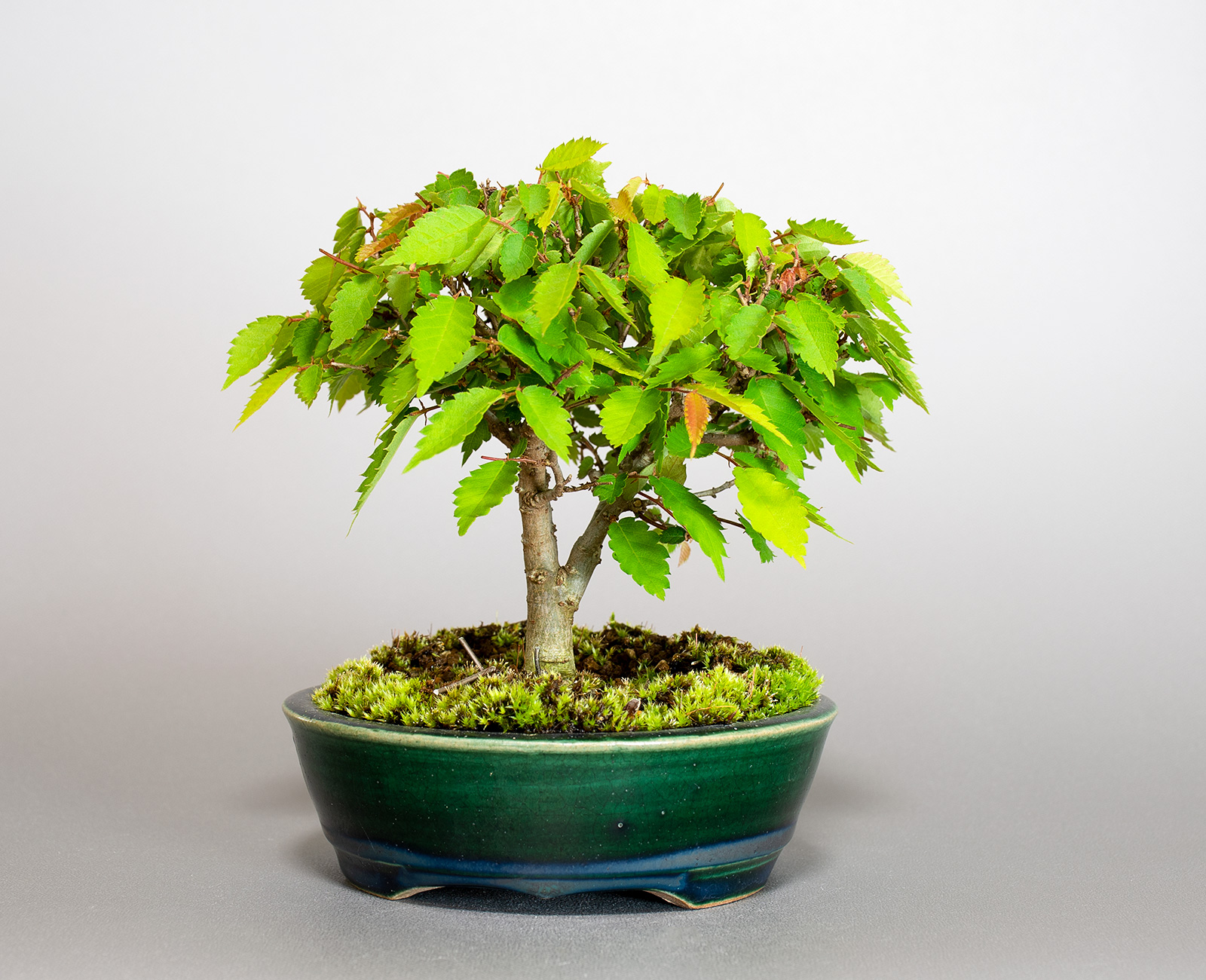 ミニ盆栽・ケヤキ-M1（けやき・欅）雑木盆栽を裏側から見た景色・Zelkova serrata bonsai