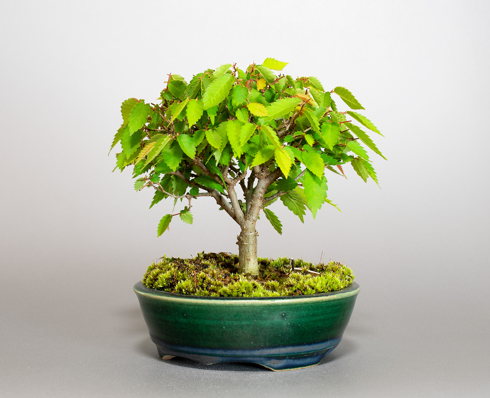 ミニ盆栽・ケヤキ-M1（けやき・欅）雑木盆栽を右側から見た景色・Zelkova serrata bonsai