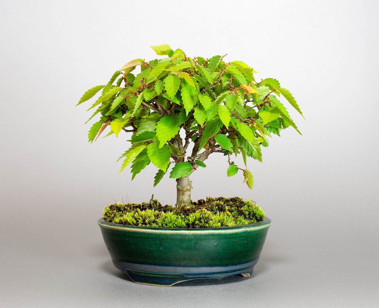 ミニ盆栽・ケヤキ-M1（けやき・欅）雑木盆栽を左側から見た景色・Zelkova serrata bonsai