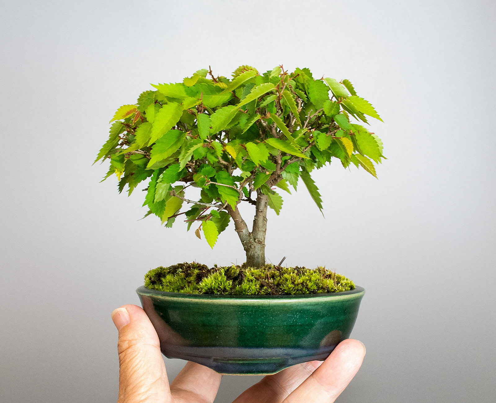 ミニ盆栽・ケヤキ-M1（けやき・欅）雑木盆栽の手乗りの景色・Zelkova serrata bonsai