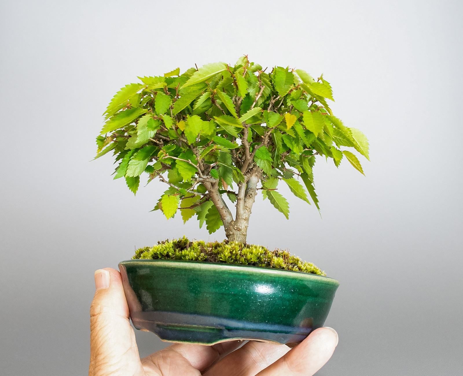 ミニ盆栽・ケヤキ-M1（けやき・欅）雑木盆栽の手乗りの景色-2・Zelkova serrata bonsai