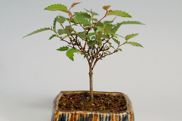 ケヤキN-1（けやき・欅）雑木盆栽を右側から見た景色・Zelkova serrata bonsai