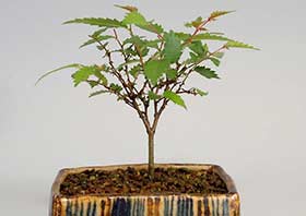 ケヤキN（けやき・欅）雑木盆栽の成長記録-1・Zelkova serrata bonsai