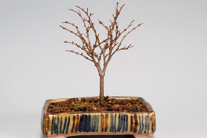 ケヤキN-2（けやき・欅）雑木盆栽の販売と育て方・作り方・Zelkova serrata bonsai