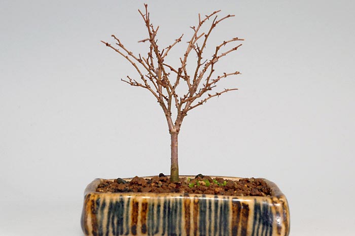 ケヤキN-2（けやき・欅）雑木盆栽を裏側から見た景色・Zelkova serrata bonsai