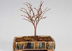 ケヤキN（けやき・欅）雑木盆栽の成長記録-2・Zelkova serrata bonsai