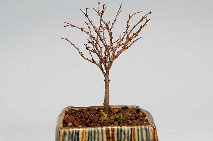 ケヤキN-2（けやき・欅）雑木盆栽を左側から見た景色・Zelkova serrata bonsai