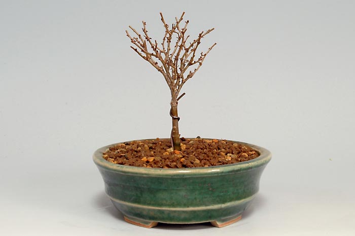 ケヤキN-3（けやき・欅）雑木盆栽を右側から見た景色・Zelkova serrata bonsai