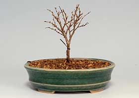 ケヤキN（けやき・欅）雑木盆栽の成長記録-3・Zelkova serrata bonsai