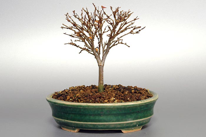 ケヤキN-4（けやき・欅）雑木盆栽の販売と育て方・作り方・Zelkova serrata bonsai