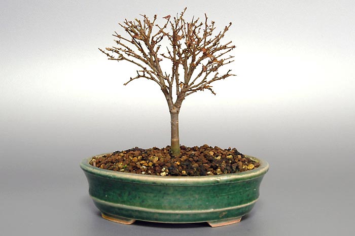 ケヤキN-4（けやき・欅）雑木盆栽を裏側から見た景色・Zelkova serrata bonsai