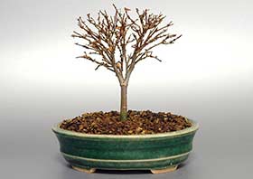 ケヤキN（けやき・欅）雑木盆栽の成長記録-4・Zelkova serrata bonsai