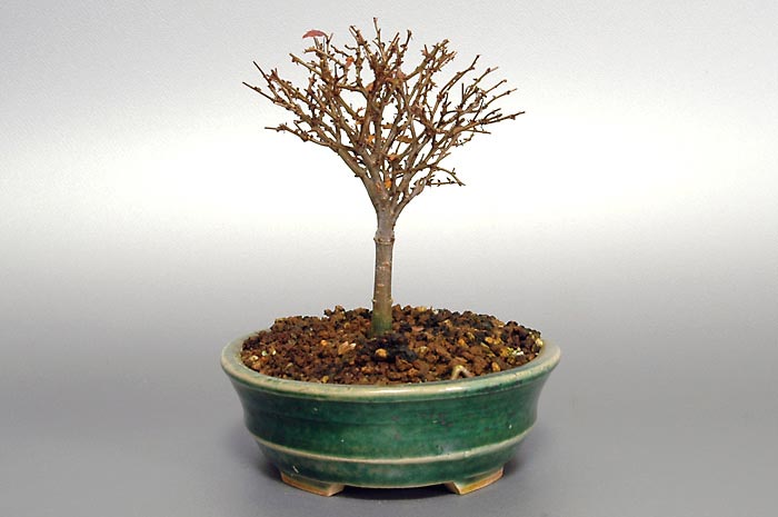 ケヤキN-4（けやき・欅）雑木盆栽を右側から見た景色・Zelkova serrata bonsai