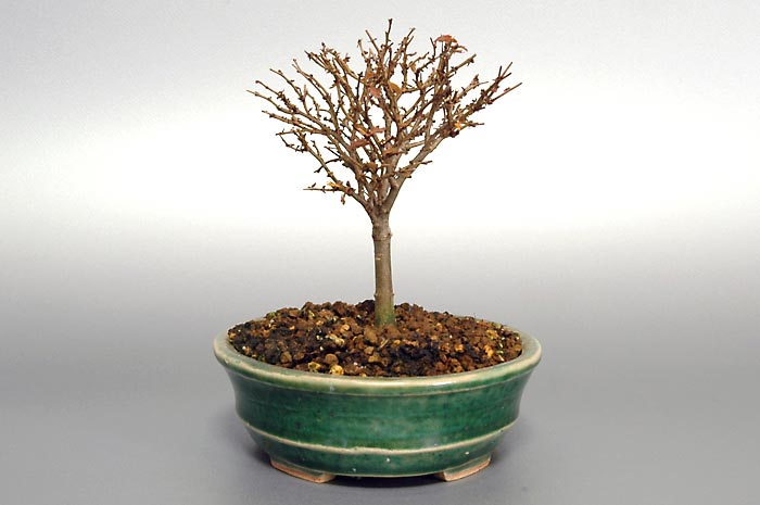 ケヤキN-4（けやき・欅）雑木盆栽を左側から見た景色・Zelkova serrata bonsai