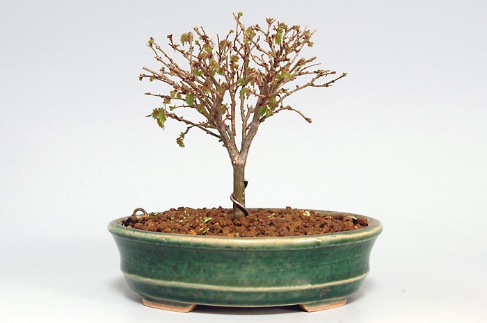 ケヤキN-5（けやき・欅）雑木盆栽の販売と育て方・作り方・Zelkova serrata bonsai